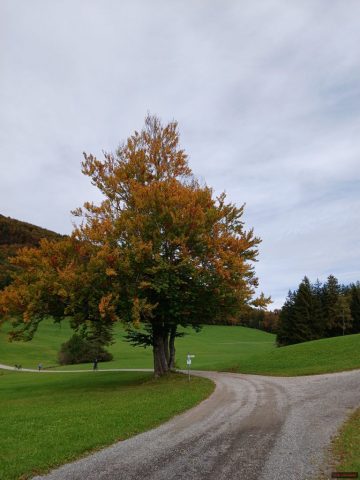 20241012_120432-1.72918574794e+12