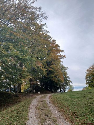 20241012_133343-1.72918579838e+12